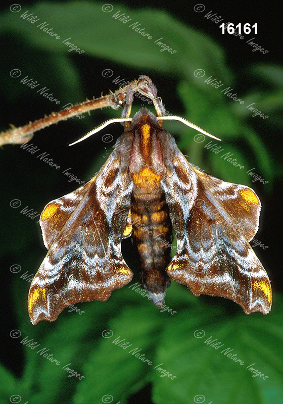 Small-eyed Sphinx (Paonias myops)